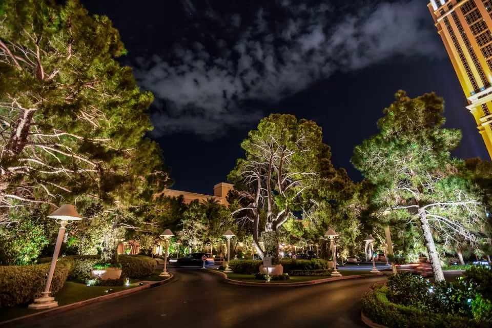 Large trees on street in Las Vegas at night.